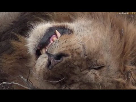 Pt 1 Wild Earth Live Sunset Safari Drive at 4:00 PM on Nov 23, 2016 ( Birmingham Boys )