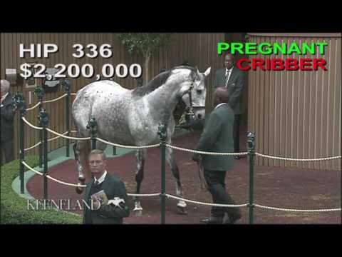 2016 November Sale - Hip 336, UNRIVALED BELLE, brings $3.8 million