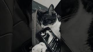 Download lagu So Far Away ~avenged sevenfold #whatsappstatus #whatsapp #musiclyrics #musik mp3 Download lagu So Far Away ~avenged sevenfold #whatsappstatus #whatsapp #musiclyrics #musik mp3