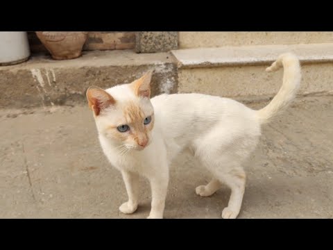 Cute Blue Eyes Cat But Doesn't Want To Eat.