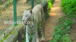 Tiger at the zoo, Bangalore 