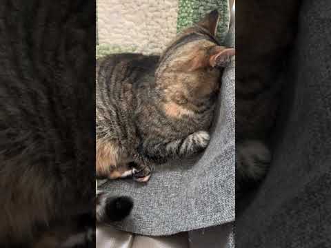 Cat sleeping with head pressing