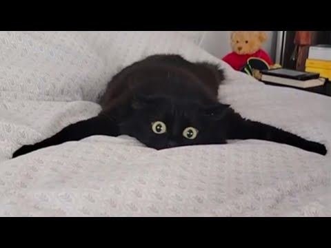 The Funniest Black CATS Behavior of 2026 🤣 NEW Funny Cats Video