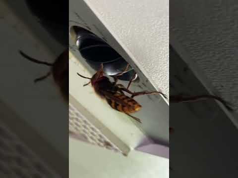 Giant wasp and a large wolf spider!