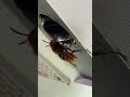 Giant Wasp And A Large Wolf Spider