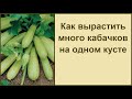 🍀 КАК ВЫРАСТИТЬ МНОГО КАБАЧКОВ НА ОДНОМ КУСТЕ