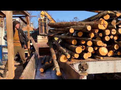 Giant Logs Vs Steel Shredder. Wood Chips Production.