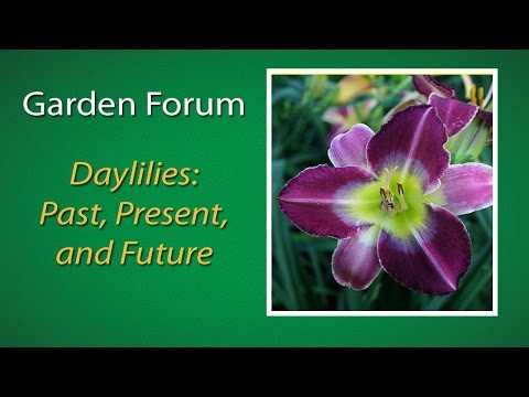 download lagu mp3 mp4 Green Daylily, download lagu Green Daylily gratis, unduh video klip Green Daylily