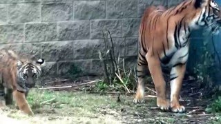preview picture of video 'Malayan Tiger Cubs Playing (BREC Baton Rouge Zoo)'