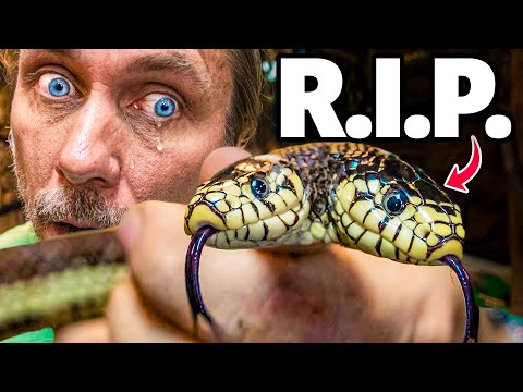 My Two Headed Snake Died.. (Ben & Jerry)