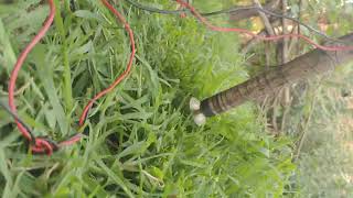 mini Motor + 1Rs Blade cutting green grass 3