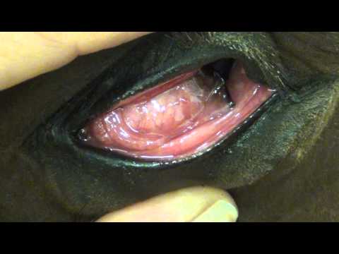 YouTube video about: How to put ointment in horses eye?