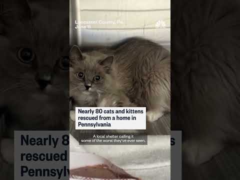 80 cats rescued from Pennsylvania home