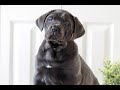 Cane Corso dogs for sale: King  - Video 1