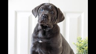 Video preview image #1 Cane Corso Puppy For Sale in LANCASTER, PA, USA