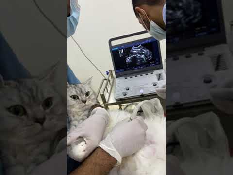 Ultrasound for Luna before giving birth 🤰😻