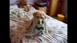 Captain Beafheart and Lucky- Veterans day Poppy