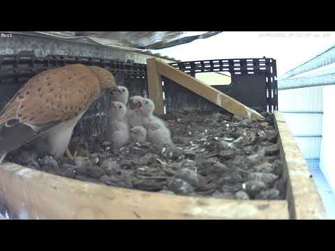 16 September 2021 - Day 8 - Four kestrel chicks thriving
