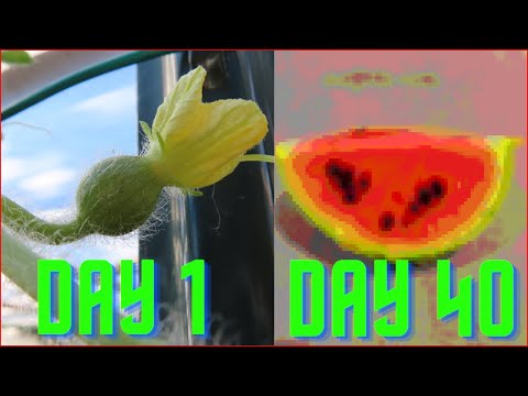 40 Days Watermelon Growing Photo Time lapse (Full Video)