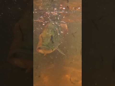 Será que sai ligeiro #pescaria #pesca #tucunare #anaurilândia #matogrossodosul