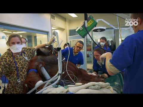Zoo Tales - A tour of Auckland Zoo's vet centre