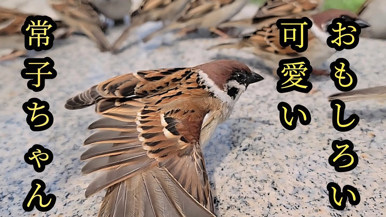 今日も一人舞台　【すずめ日記】