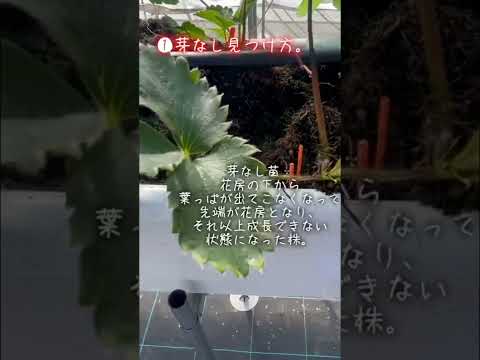 いつ、どのようにイチゴを鉢に植えるのですか？有機果物の栽培を成功させるために必要なすべてをお伝えします。  庭園