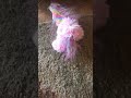 Hold on.. is that a unicorn??