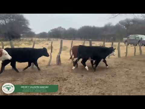 AGROPIO _ 98 TERNERAS de 170 kg en VICTORICA, LA PAMPA 28-05-2026