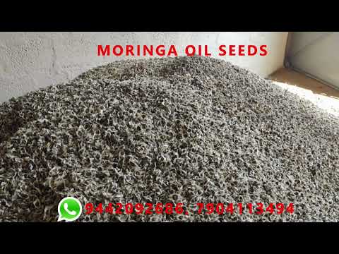 Dried moringa seed for oil extraction, packaging type: poly ...