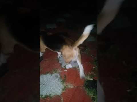 Beagle & Minpin dog/ pet lover