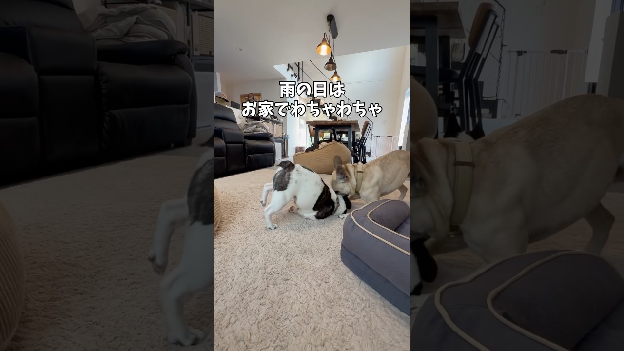 雨の日だって元気なフレブル兄弟🌀#shorts#shortsvideo #frenchbulldog # #フレンチブルドッグ #フレブル7兄弟 #フレブル多頭飼い