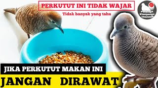 Download lagu JIKA PERKUTUT MAKAN INI. HINDARI JANGAN DIRAWAT mp3