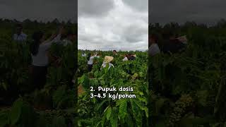 Download lagu Rahasia produktivitas tinggi kopi Vietnam. belajar dari WASI. #coffee #agriculture #vietnamesecoffee mp3