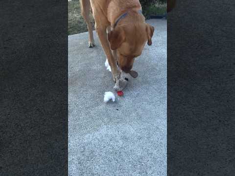 His capa was detated #shorts