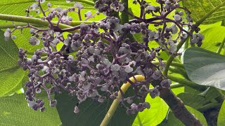 2025 8 13 動植生態 國立台灣大學 +50