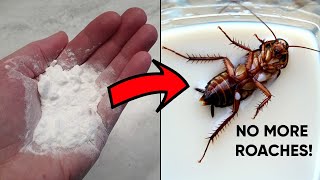 How to Get Rid of Cockroaches in the House, And Kitchen Cabinets (Fast & Naturally)