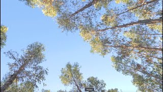 Gestão que Promove a Produção Florestal em Odemira