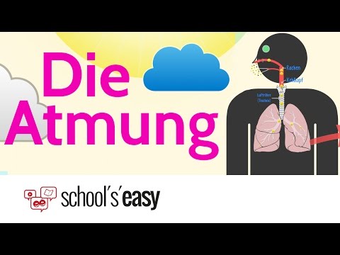 Die Atmung - Wie funktioniert's?