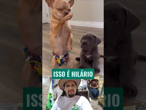 VOCÊ NÃO VAI ACREDITAR NO QUE ACONTECEU! / Vídeos engraçados