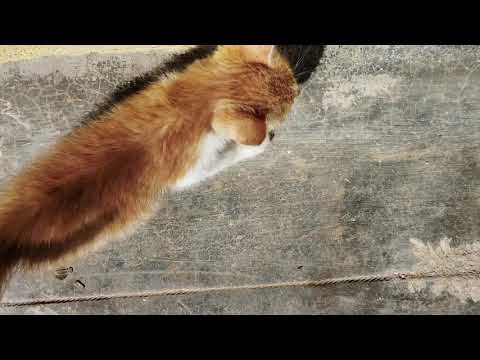 My little Simba  music: Memories, Maroon 5