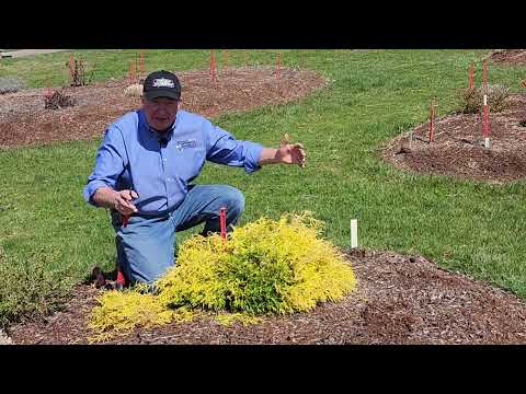 How To Prune Shrubs // David's Easy to Follow Guidance For 20 Sorts Starting In Early Spring ✂️😁💚👍👏