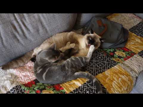 Iffy and Toffe Play 004