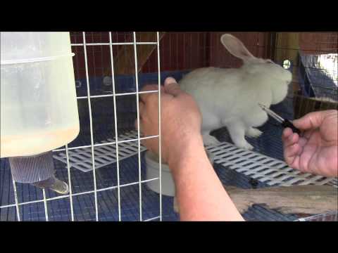 , title : 'How to Treat Ear Mites In Rabbits