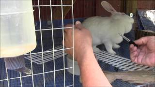 How to Treat Ear Mites In Rabbits