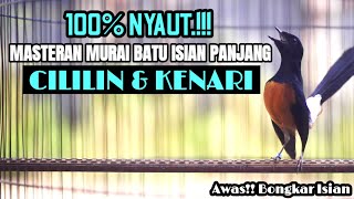 Download lagu PANCINGAN MURAI BATU GACOR FULL ISIAN PANJANG CILILIN DAN KENARI mp3