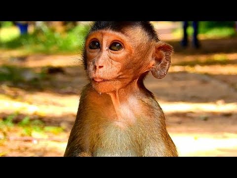 TAKE MY SUN BACK HOME...NO ONE CARE CARLINO AS MILA GROUP || POOR CARLINO LOSS MOM & LOSS MILA