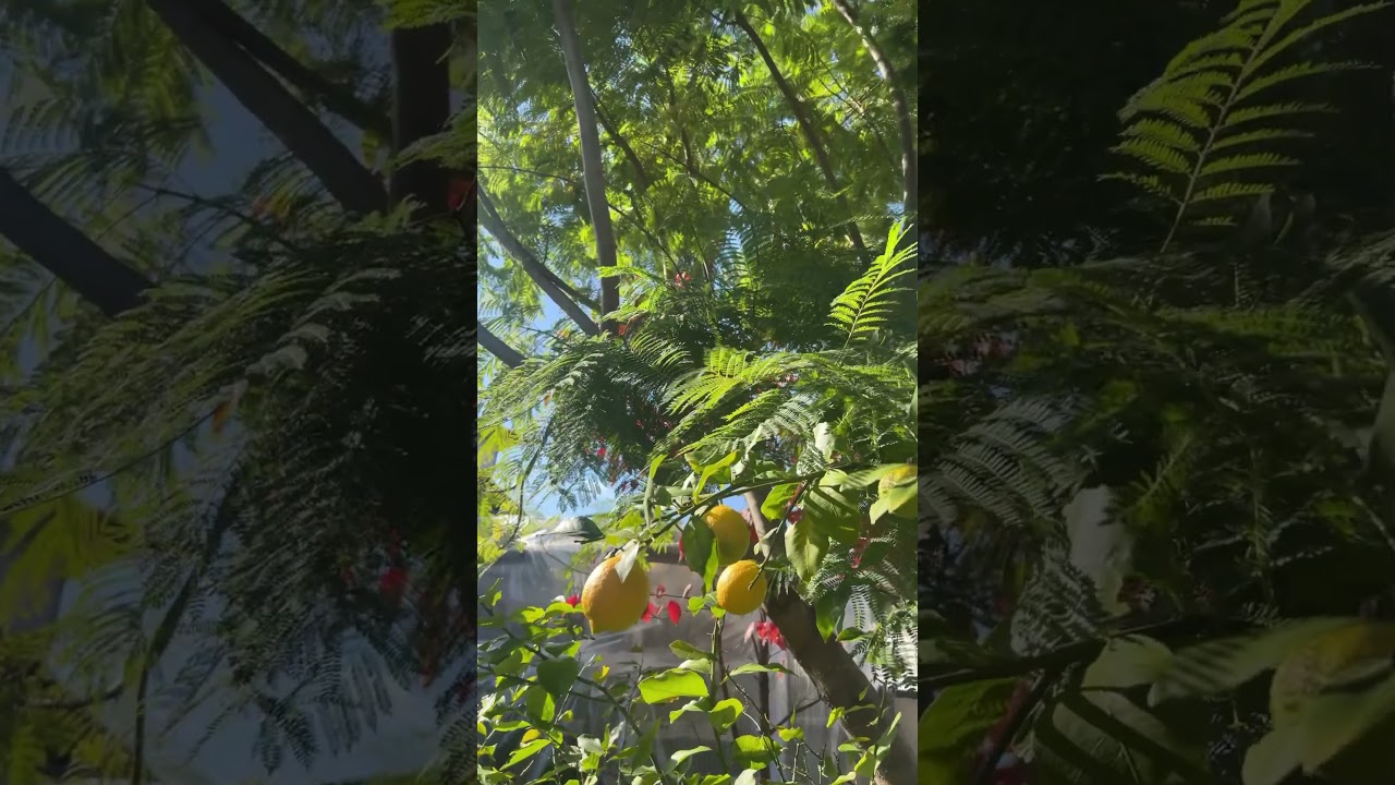 todays my garden今日の庭