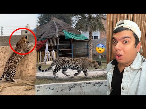 Zoo Mein Laopard Agea 😨 