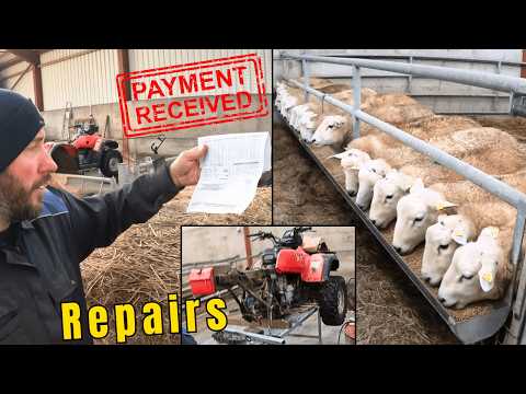 Fat Lamb Payday… and Random Repairs!